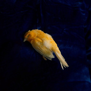 国产18极品粉嫩
